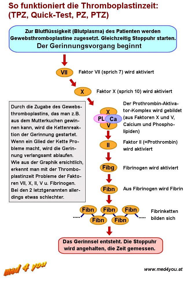 Prinzip der Thromboplastinzeit