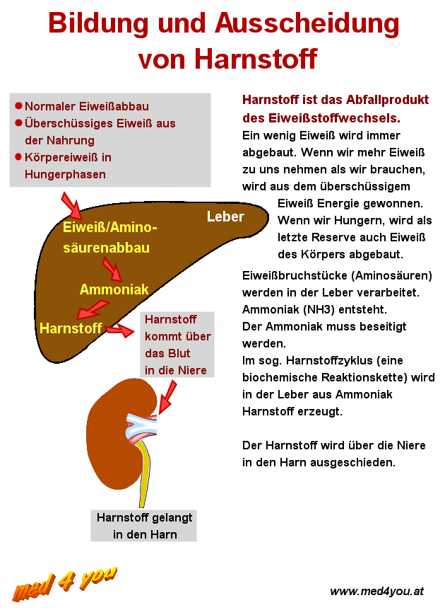 Harnstoff Stoffwechsel