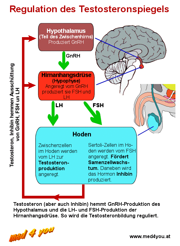 Schema der Regullation der Testosteronproduktion